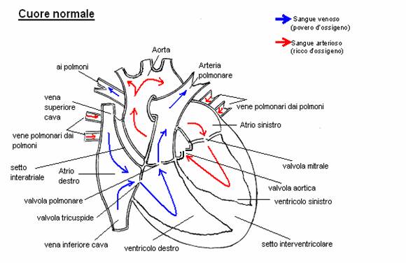 Isolamento bilaterale della vena polmonare